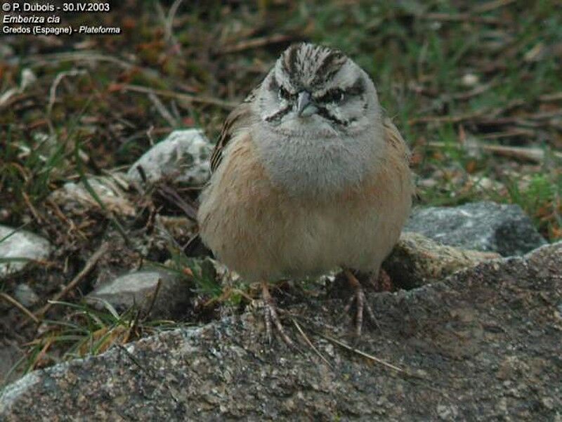 Rock Bunting