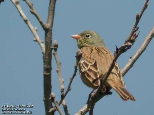 Ortolan Bunting