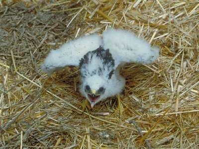 Montagu's Harrier