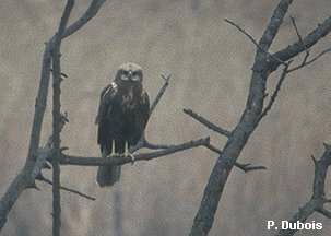 Western Marsh Harrier