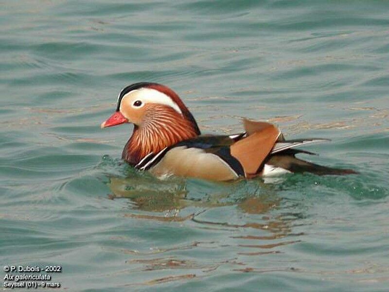 Canard mandarin