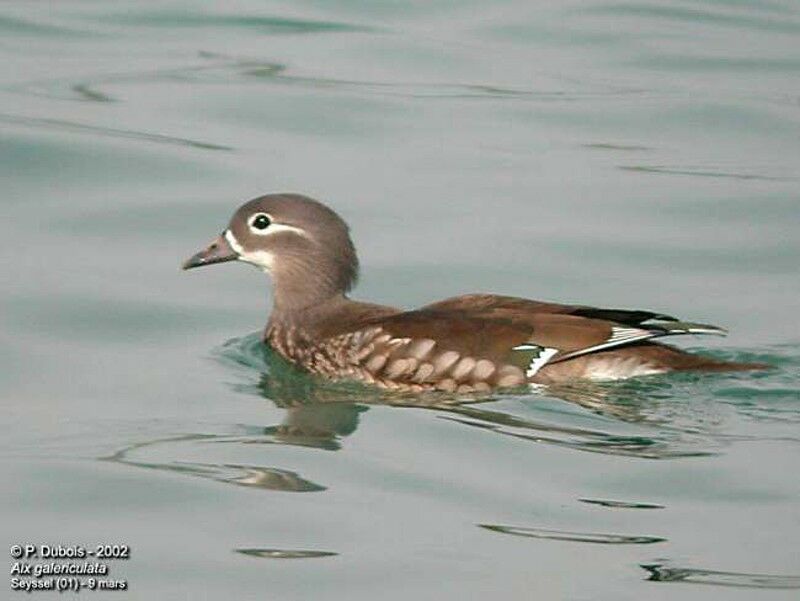 Canard mandarin