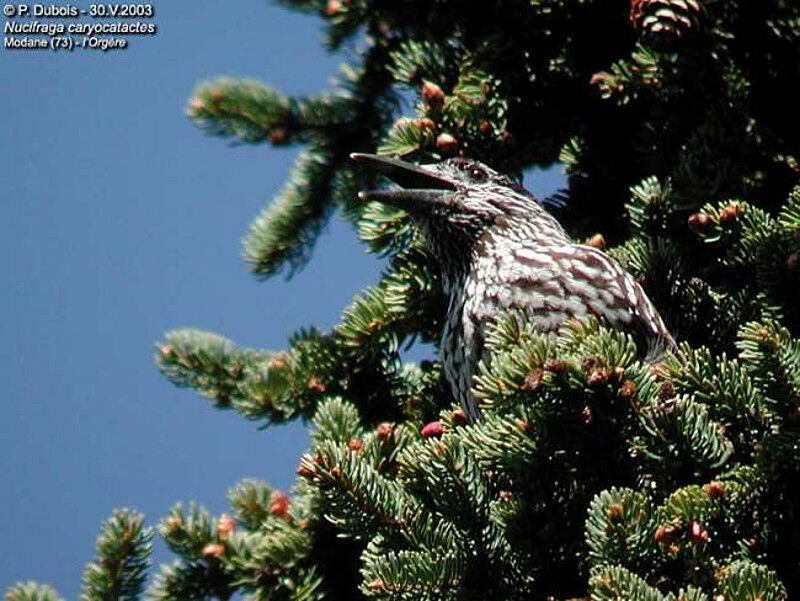 Spotted Nutcracker