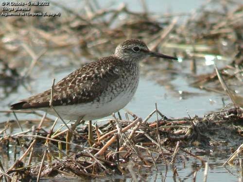 Wood Sandpiper