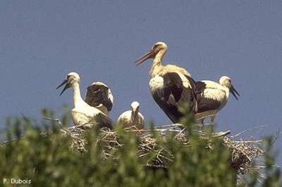 White Stork