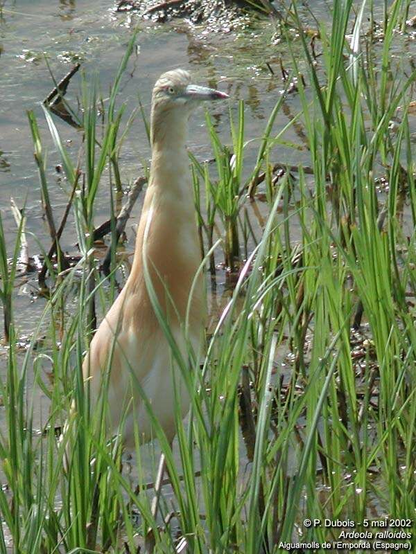 Squacco Heron