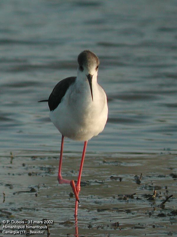 Black-winged Stilt