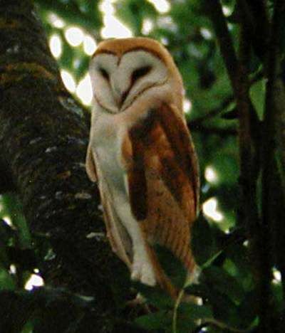 Western Barn Owl