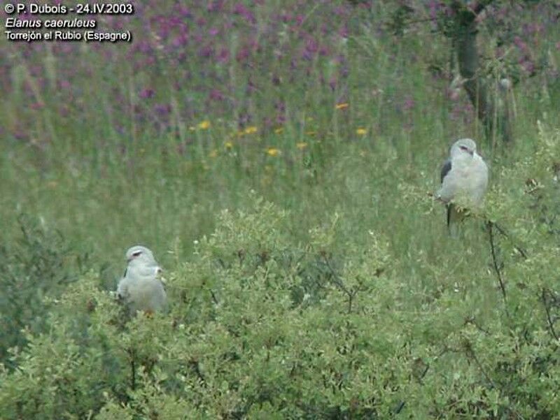 Black-winged Kite