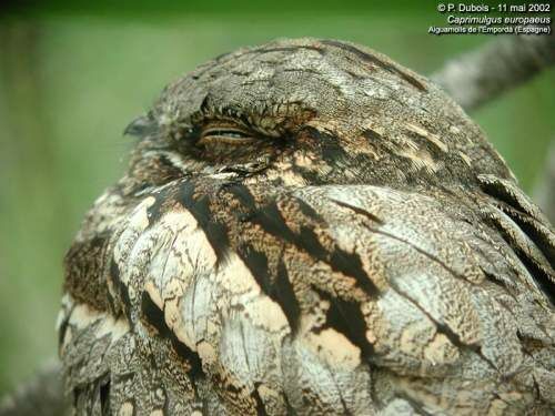 European Nightjar