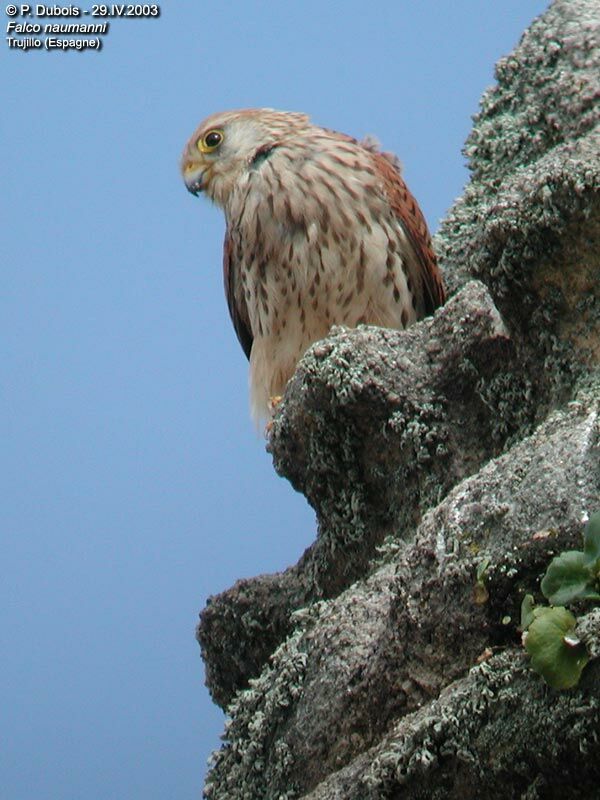 Faucon crécerellette