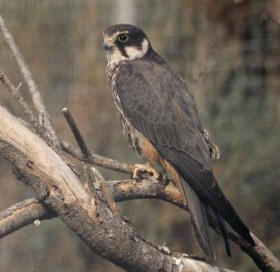 Eurasian Hobby