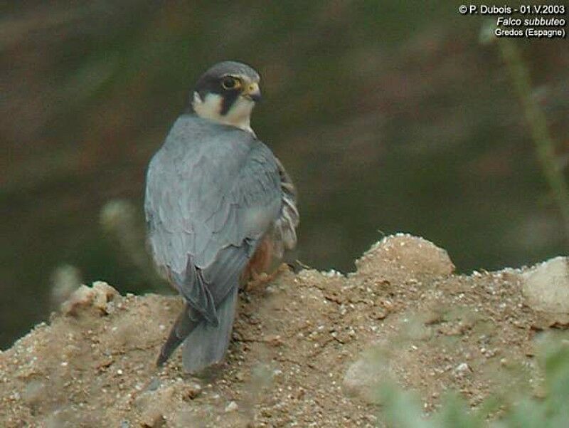 Eurasian Hobby