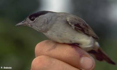 Eurasian Blackcap