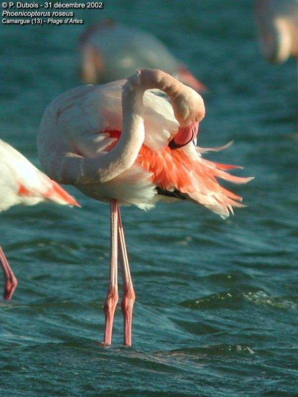 Flamant rose