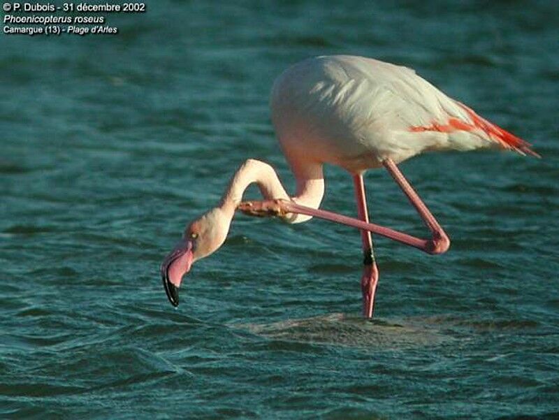 Flamant rose