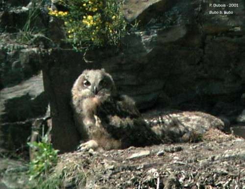 Eurasian Eagle-Owl