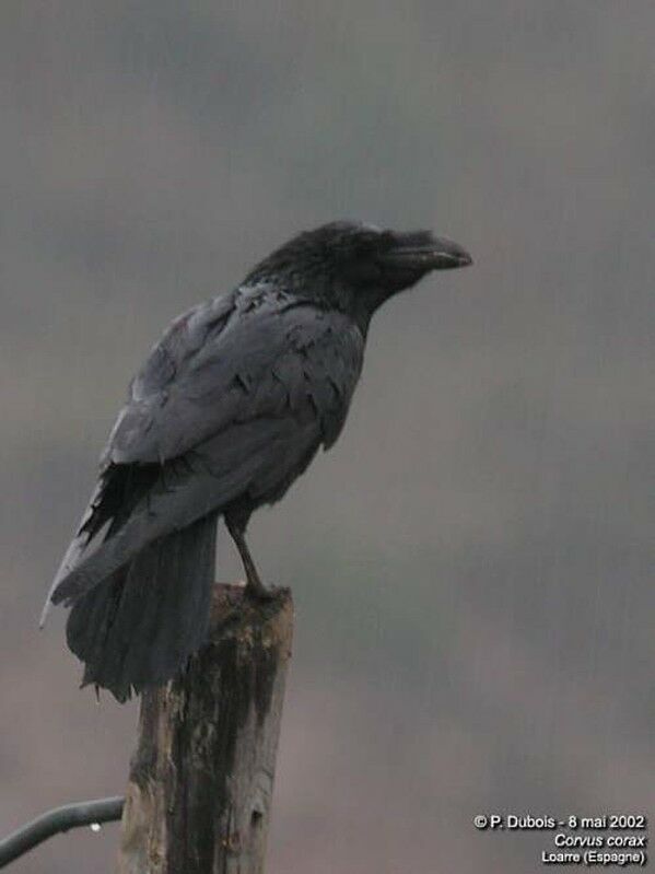 Northern Raven