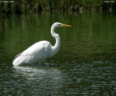 Great Egret