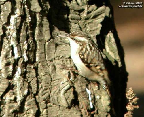 Short-toed Treecreeper