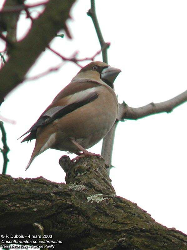 Hawfinch