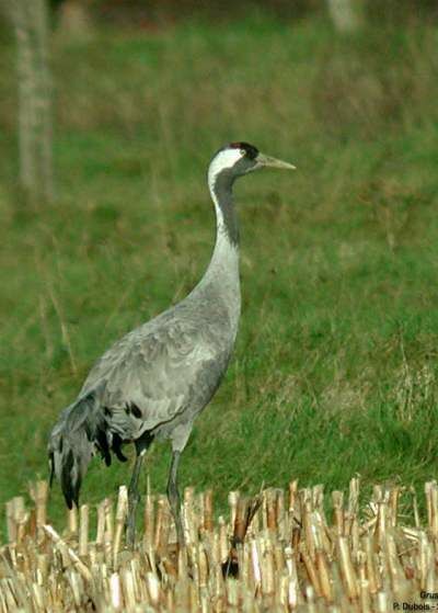 Common Crane