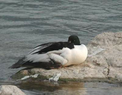 Common Merganser