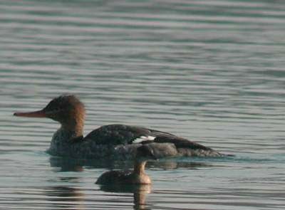 Red-breasted Merganser