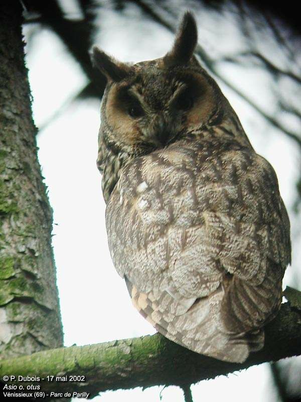 Long-eared Owl