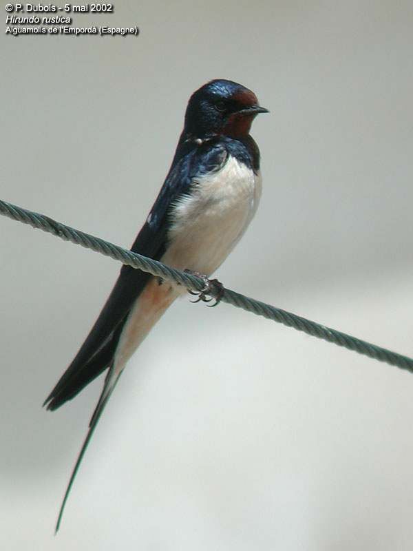 Barn Swallow