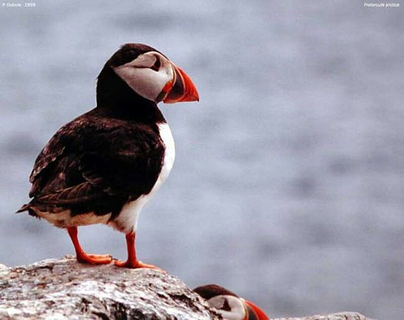 Atlantic Puffin