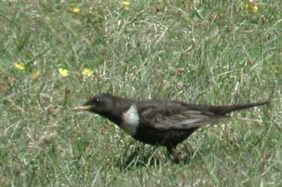 Ring Ouzel