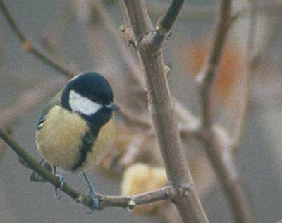 Great Tit