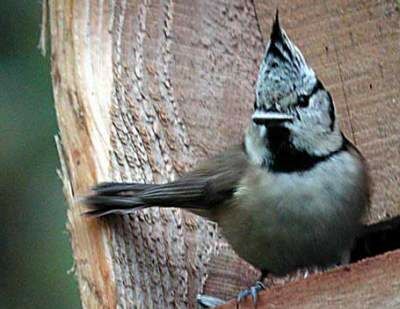 Crested Tit