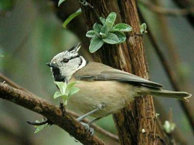 Crested Tit