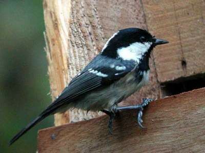 Coal Tit