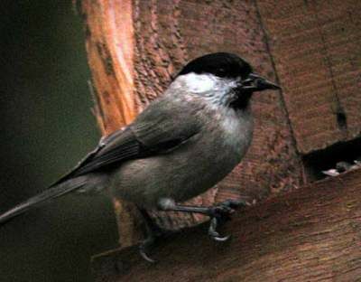 Marsh Tit