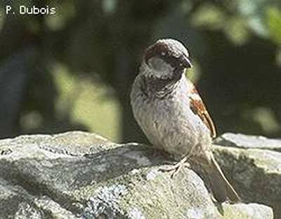 Moineau domestique