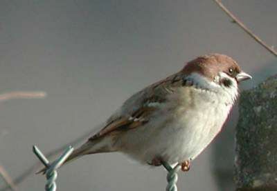 Eurasian Tree Sparrow