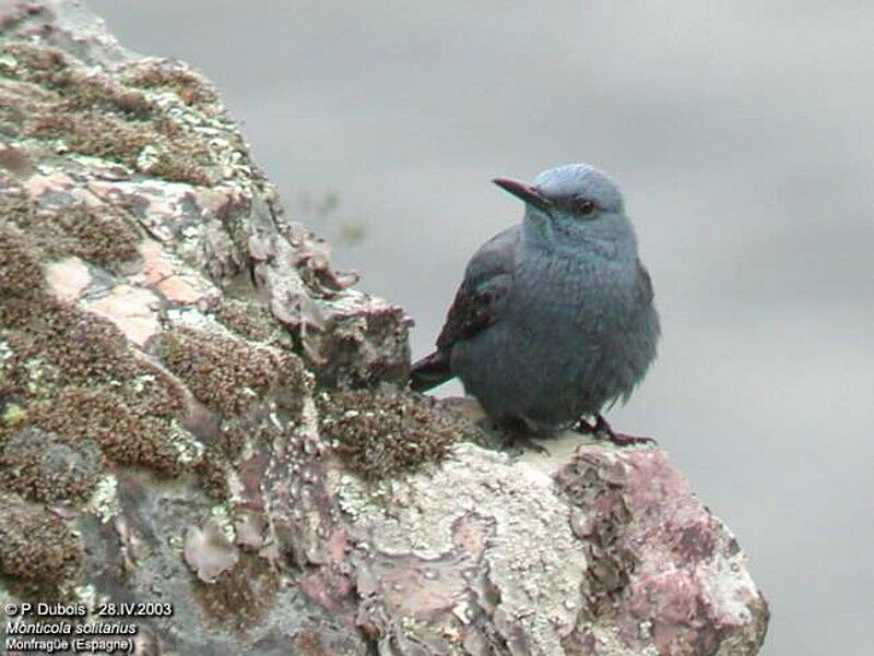 Blue Rock Thrush