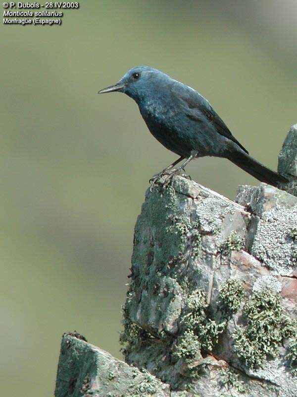 Blue Rock Thrush