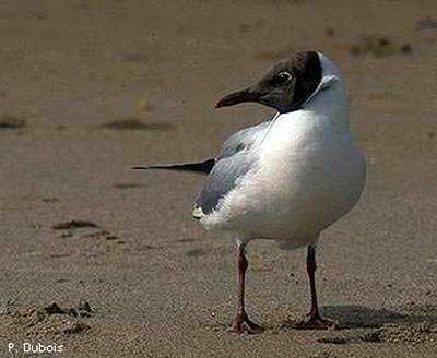 Black-headed Gull