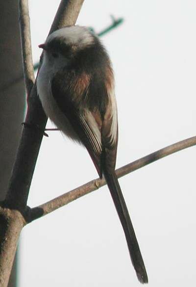 Long-tailed Tit