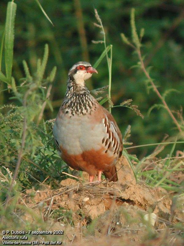 Red-legged Partridge