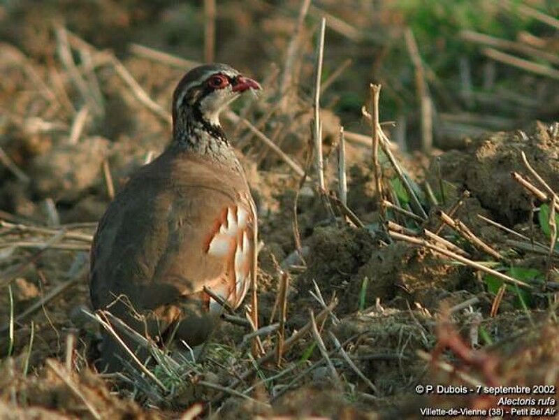 Red-legged Partridge