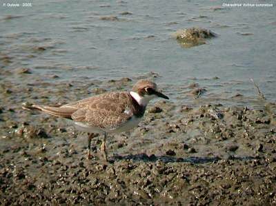 Little Ringed Plover