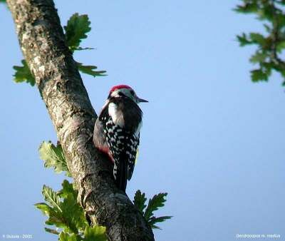 Middle Spotted Woodpecker