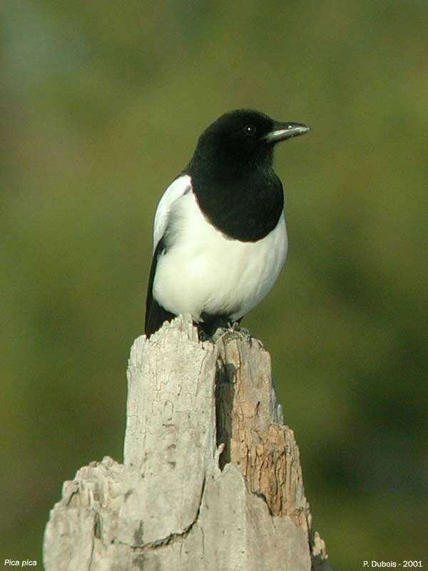 Eurasian Magpie