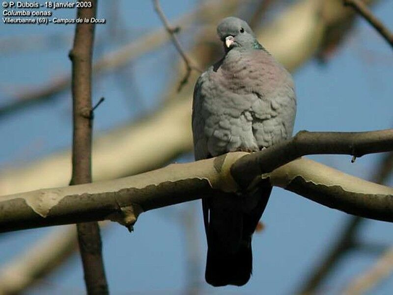 Pigeon colombin