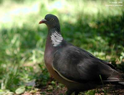 Common Wood Pigeon